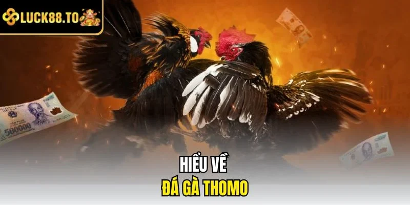 Hiểu về chơi đá gà thomo